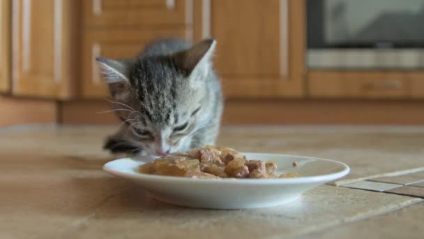 Кошеня їсть мус мокрий котячий корм — стокове відео