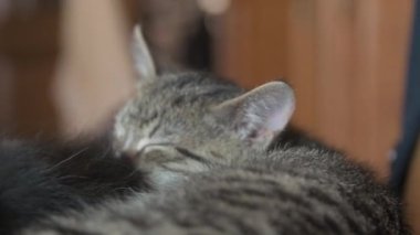 Kediler birlikte yatar.