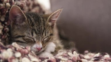 Kedi yavrusu kanepede uyuyor.