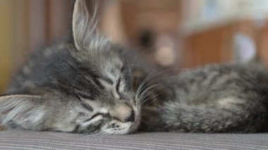 Kediler birlikte yatar.