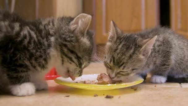 고양이젖은 고양이 사료를 먹는다 — 비디오