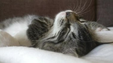 Kedi yavrusu kanepede uyuyor.