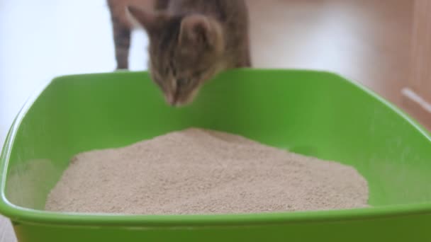 Котята и кошачий туалет — стоковое видео