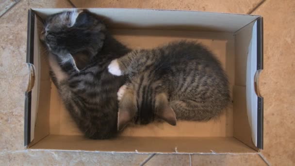 Kittens slapen samen — Stockvideo
