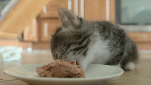 Il gattino mangia mousse cibo per gatti bagnato — Video Stock