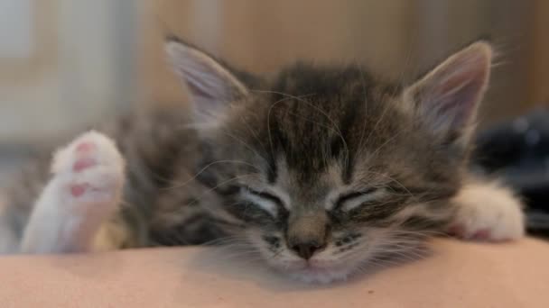 Kedi yavrusu ellerde uyuyor. — Stok video