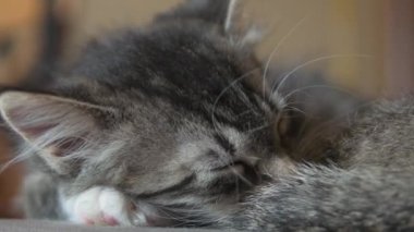 Kediler birlikte yatar.