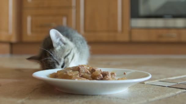 Gatinho comer mousse molhado gato comida — Vídeo de Stock