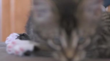 Kediler birlikte yatar.