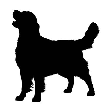 Golden Retriever, siluet