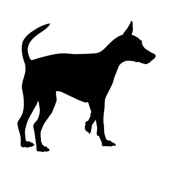 Miniature Pinscher silhouette — ストックベクタ