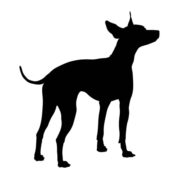 American Hairless Terrier. Silueta — Archivo Imágenes Vectoriales