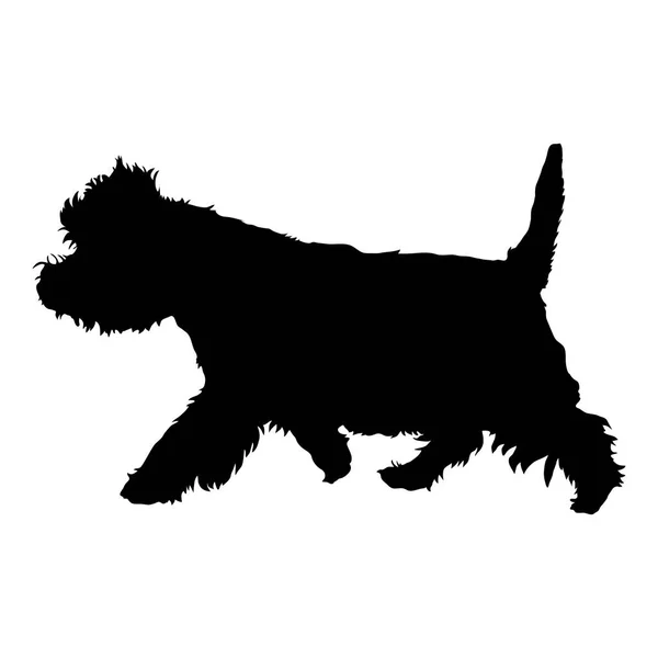 West Highland terrier bianco — Vettoriale Stock