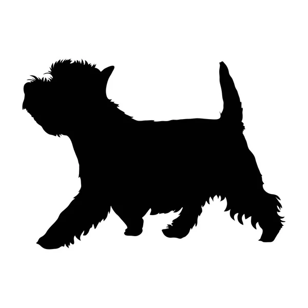 West Highland terrier bianco — Vettoriale Stock