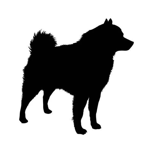 Raça Dog Schipperke. Silhueta — Vetor de Stock