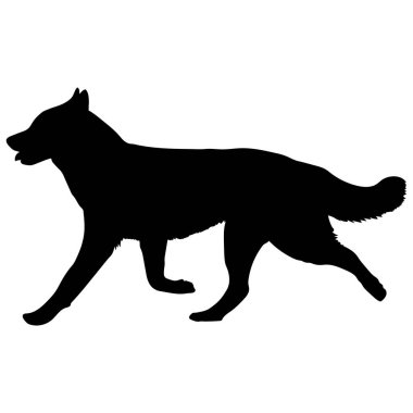 Husky köpek çalışıyor. Siluet