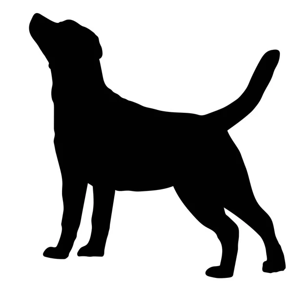 Köpek Labrador Retriever doğurmak. Siluet — Stok Vektör
