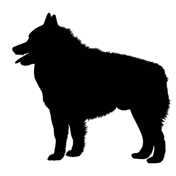 Perro Schipperke raza. Silueta — Vector de stock