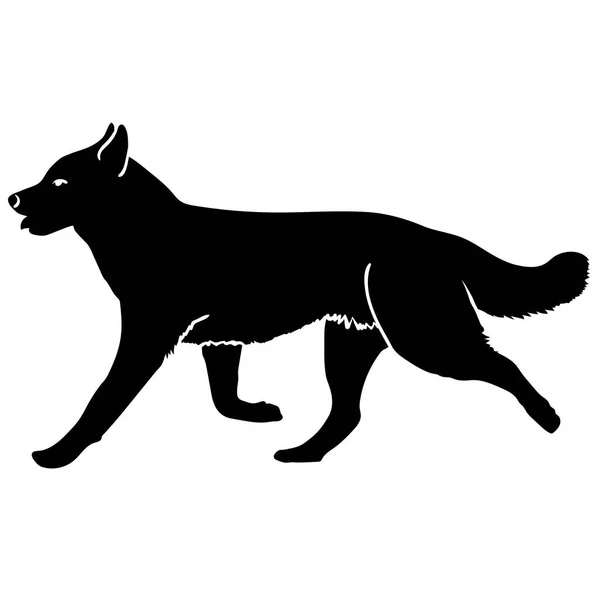 Husky dog is running. Silhouette — Stock Vector
