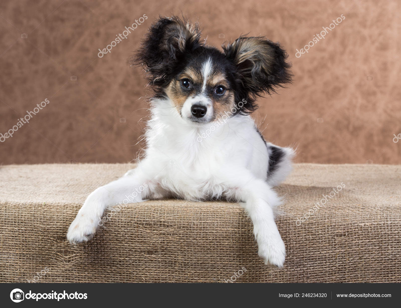 cute papillon puppies