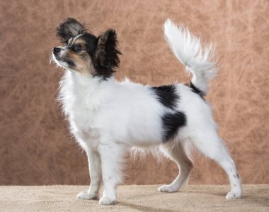 Şirin papillon yavrusu.