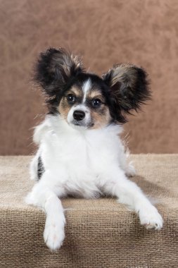 Şirin papillon yavrusu.