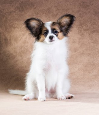 Şirin papillon yavrusu.