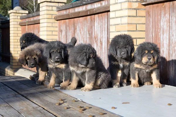 チベットのマスティフの子犬 — ストック写真