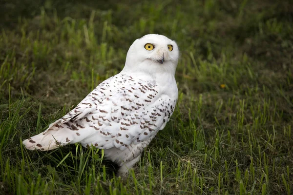 Снежная сова - bubo scandiacus — стоковое фото