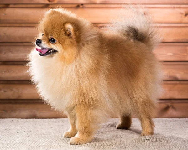 Retrato Pomerania perro — Foto de Stock