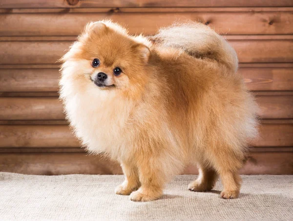 Porträtt pomeranian hund — Stockfoto