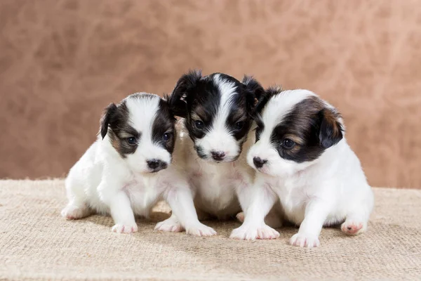 3 つの小さな子犬パピヨン — ストック写真