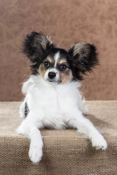 Şirin papillon yavrusu. — Stok fotoğraf