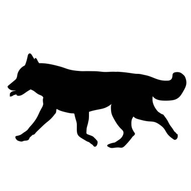Husky köpek çalışıyor. Siluet