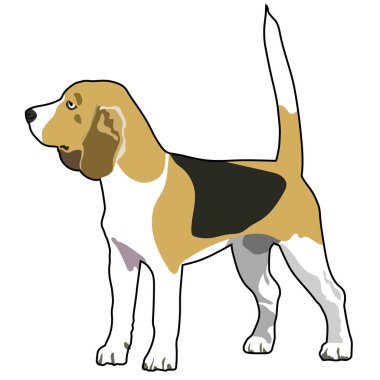 Beagle köpek