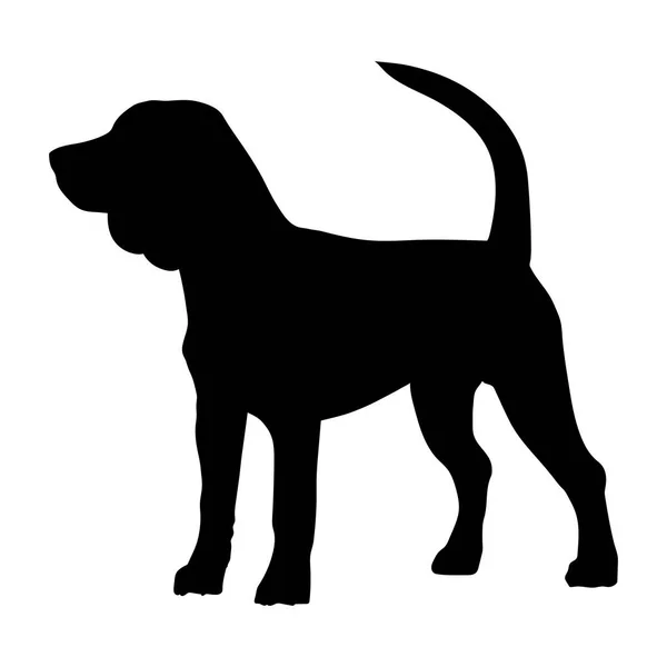 Beagle purebred dog — Stock Vector