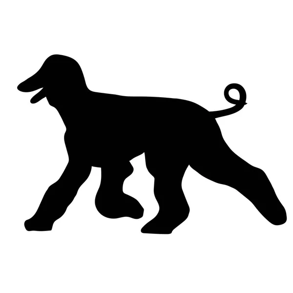 Afghan Hound silhouette — Stock Vector