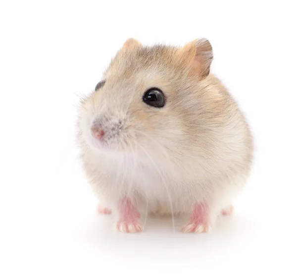 Kleine Binnenlandse Hamster Geïsoleerd Witte Achtergrond — Stockfoto