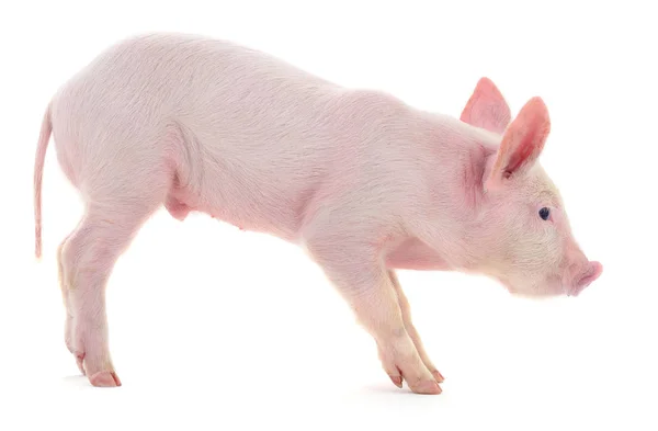 Cerdo Que Está Representado Sobre Fondo Blanco — Foto de Stock