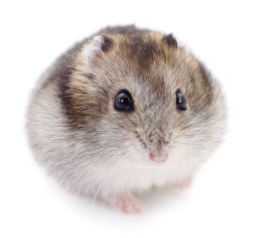 Beyaz arka planda küçük yerli hamster..