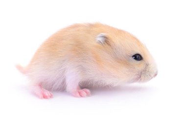 Beyaz arka planda küçük yerli hamster..