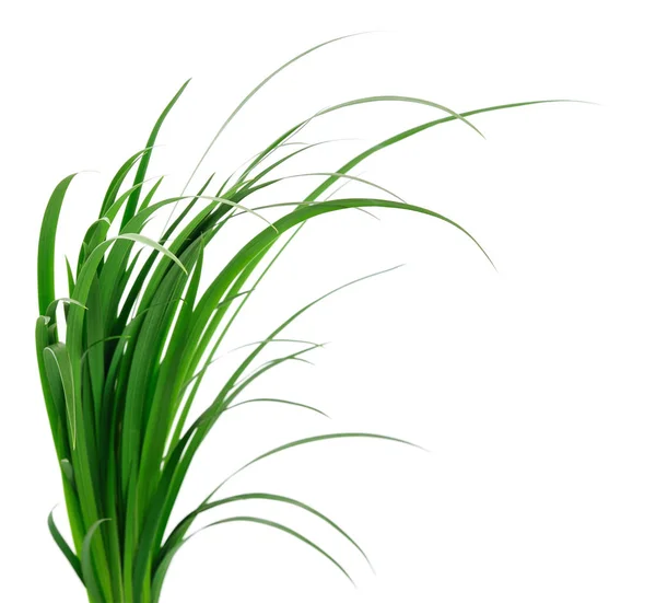 白色背景下的绿草长叶 — 图库照片