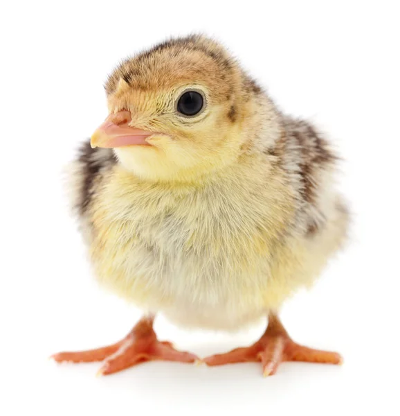 Dinde Poulet Isolée Sur Fond Blanc — Photo