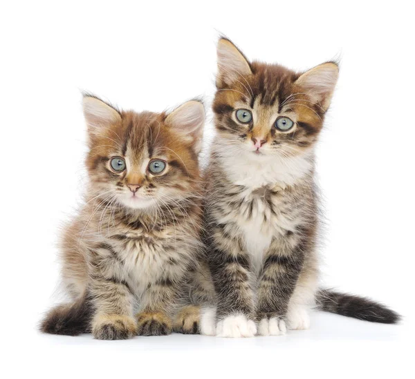 Dos Gatitos Pequeños Sobre Fondo Blanco —  Fotos de Stock