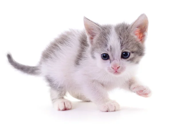 Pequeño Gatito Gris Aislado Sobre Fondo Blanco — Foto de Stock