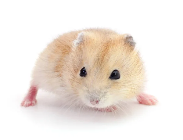 Liten Tamhamster Isolerad Vit Bakgrund — Stockfoto