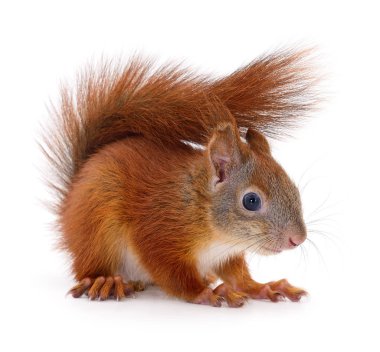 Beyaz arka planda izole edilmiş Avrasya kırmızı sincabı.