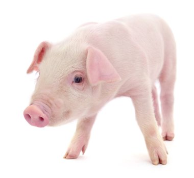 Beyaz arka planda temsil edilen domuz.