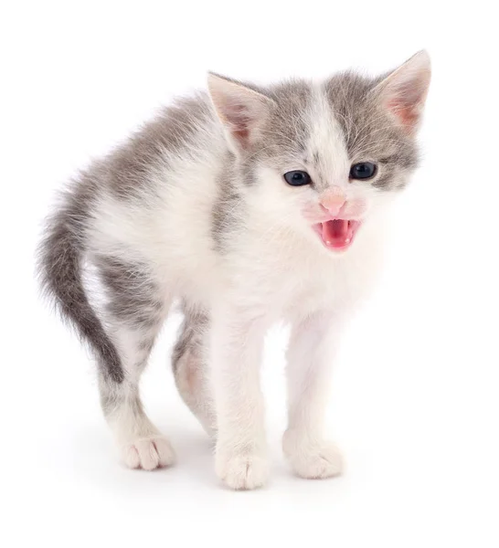 Small Gray Kitten Isolated White Background — Stock Photo, Image