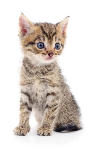 Pequeno Gatinho Marrom Isolado Fundo Branco — Fotografia de Stock